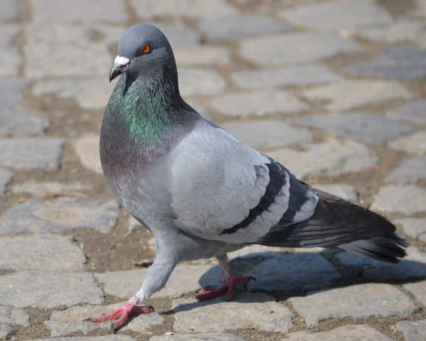 Eloignement des pigeons