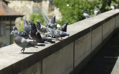 Comment repousser les pigeons