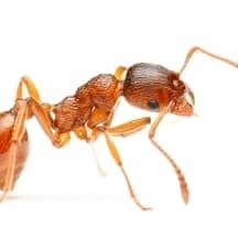 Traitement des Fourmis Pharaon