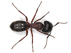 Traitement des Fourmis Charpentières
