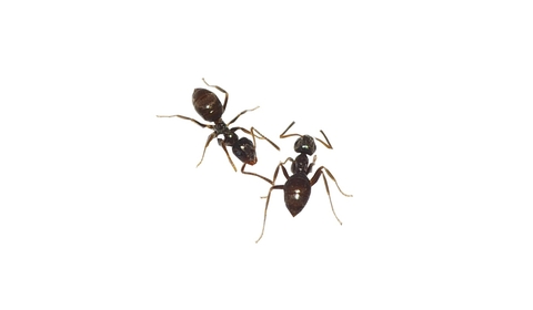 Traitement des Fourmis