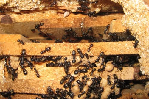 Traitement des Fourmis Charpentières