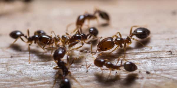 Traitement des Fourmis Pharaon