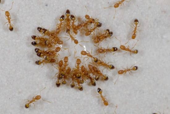 Traitement des Fourmis Pharaon