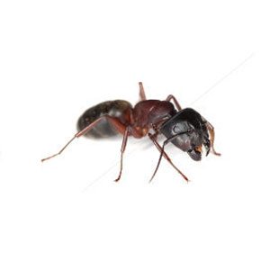 Traitement des Fourmis