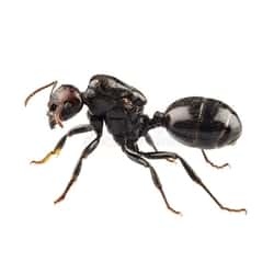 Traitement des Fourmis de jardin