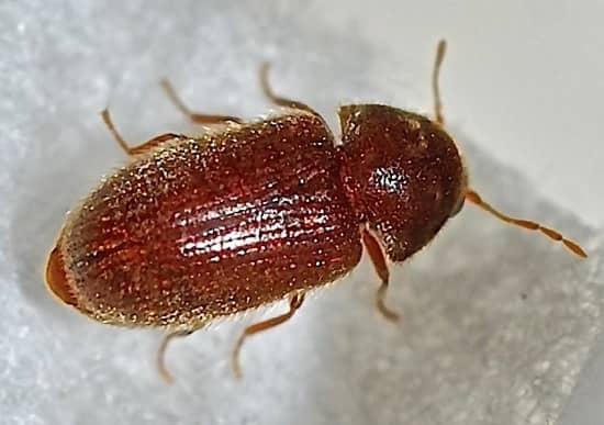 La Vrillette du Pain