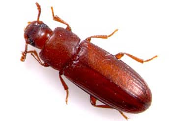 Traitement Insectes de Produits Stockés