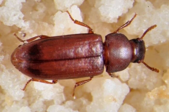 Tribolium de la farine