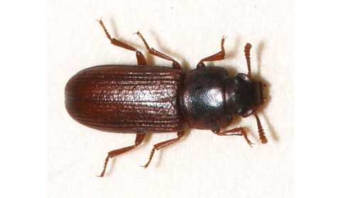 Traitement Insectes de Produits Stockés